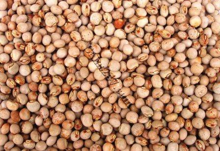 PIGEON PEAS--DRIED  

PIGEON PEAS--DRIED : available at Sam's Caribbean Marketplace, the Caribbean Superstore for the widest variety of Caribbean food, CDs, DVDs, and Jamaican Black Castor Oil (JBCO). 